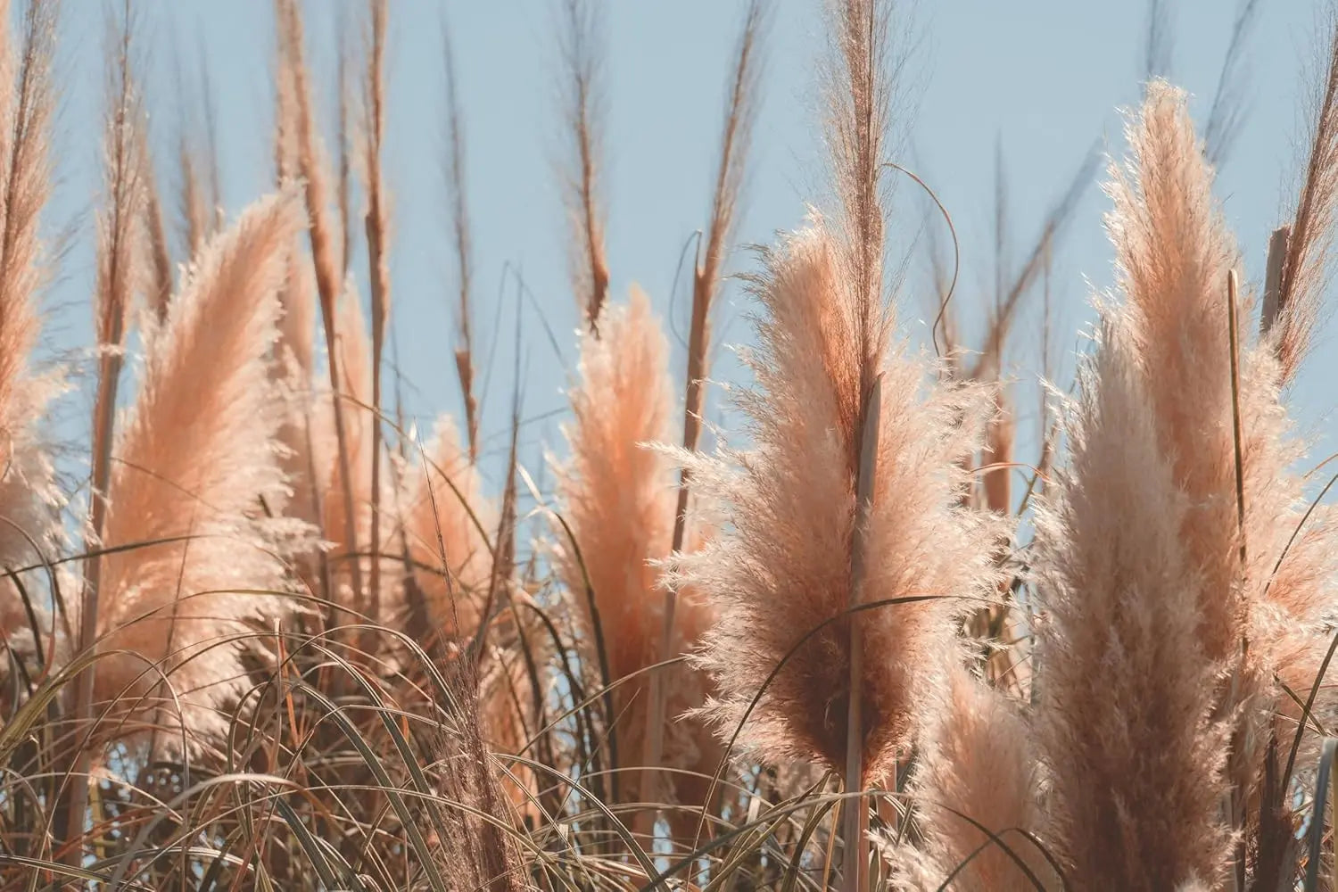 Cortaderia selloana ‚Rosea‘, Rosa Pampasgras im XXL-Topf, Ziergras von Stauden Gänge, große rosa Blüten im Garten.