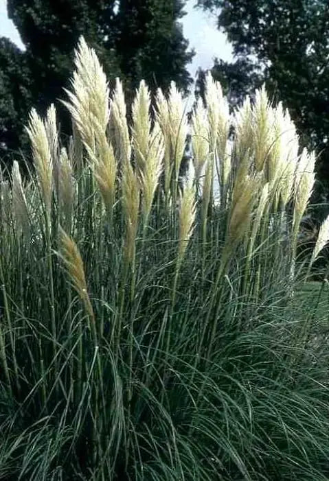Weißes Pampasgras Cortaderia selloana 'Sunningdale Silver' als Ziergras, mit silbernen, flauschigen Blütenständen.