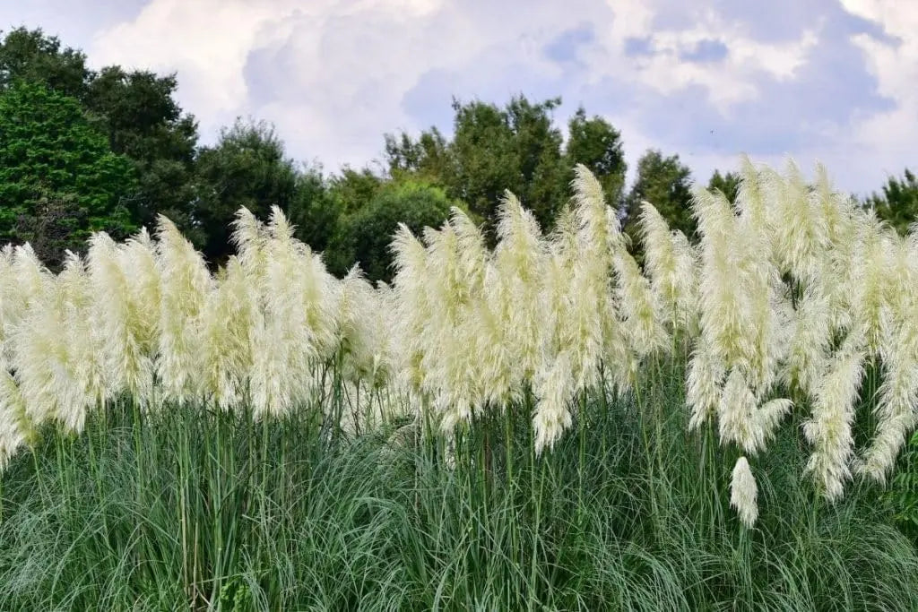 Weißes Pampasgras Cortaderia selloana 'Sunningdale Silver' als Ziergras, mit silbernen, federartigen Blütenständen, von Stauden Gänge