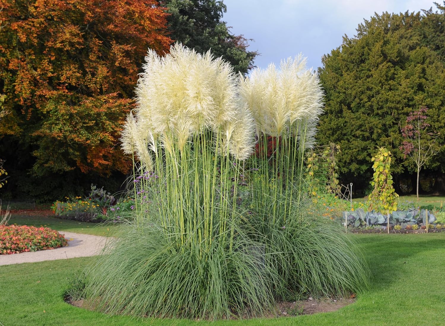 Ziergras Cortaderia selloana 'Sunningdale Silver' mit silbernen Pampasgras-Fransen, Stauden Gänge, natürliche Gartendekoration