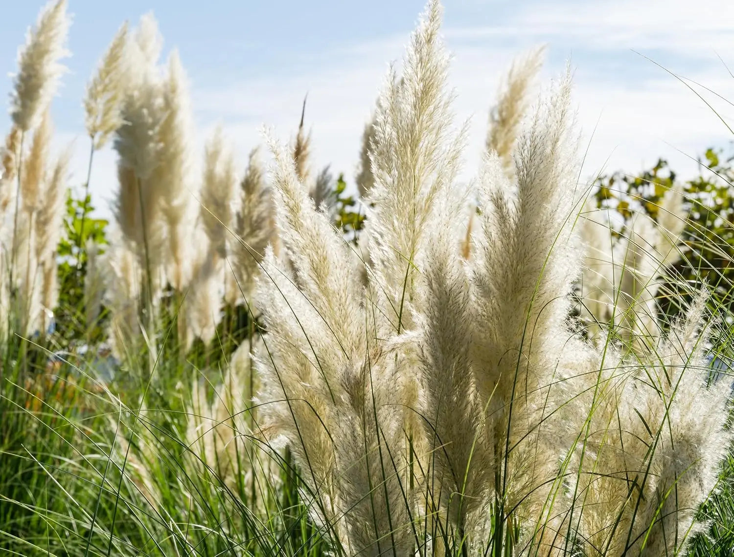 Weißes Pampasgras 'Sunningdale Silver' von Stauden Gänge, Ziergras mit eleganten, silbernen Blüten im Garten.
