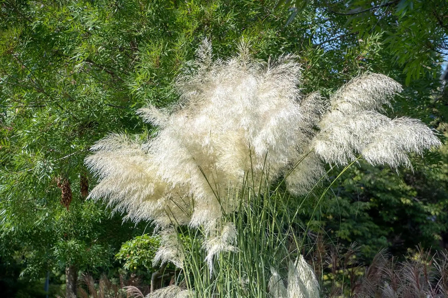 Ziergras Cortaderia selloana 'Sunningdale Silver' mit silbrigen, federartigen Blütenständen, Stauden Gänge, weißes Pampasgras