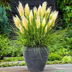 Ziergras Cortaderia selloana 'Tiny Pampa' Zwerg Pampasgras, grasgrüne Blätter und zarte weiße Blütenrispen, Stauden Gänge.