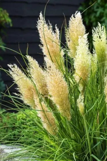 Ziergras Cortaderia selloana 'Tiny Pampa' von Stauden Gänge, kleines Pampasgras mit silbrigen, federartigen Blättern.