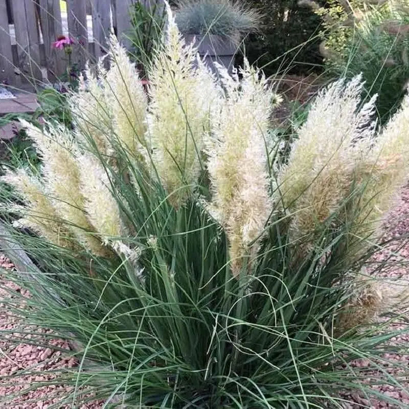 Ziergras Cortaderia selloana 'Tiny Pampa' von Stauden Gänge, kleines Pampasgras mit federartigen Blütenständen.