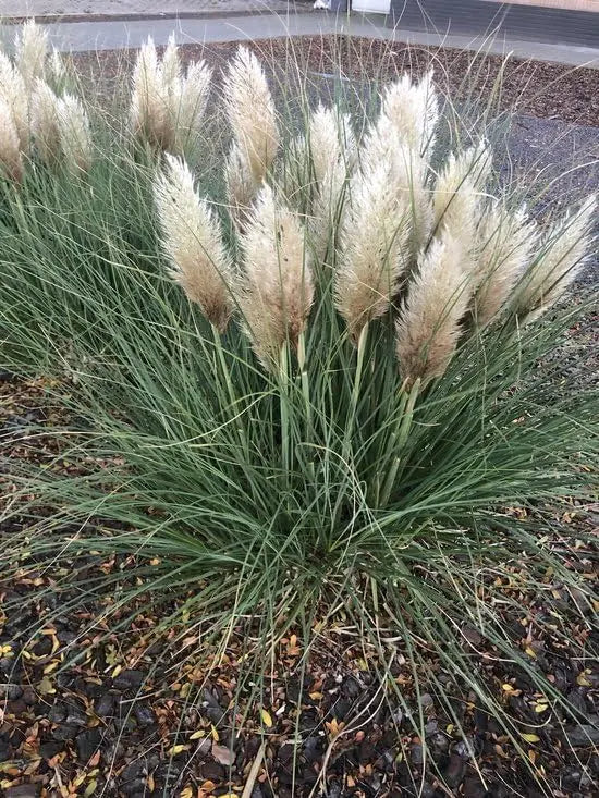 Ziergras Cortaderia selloana 'Tiny Pampa' von Stauden Gänge, kleines Pampasgras mit feinen, silbrigen Blättern und aufrechter Wuchs