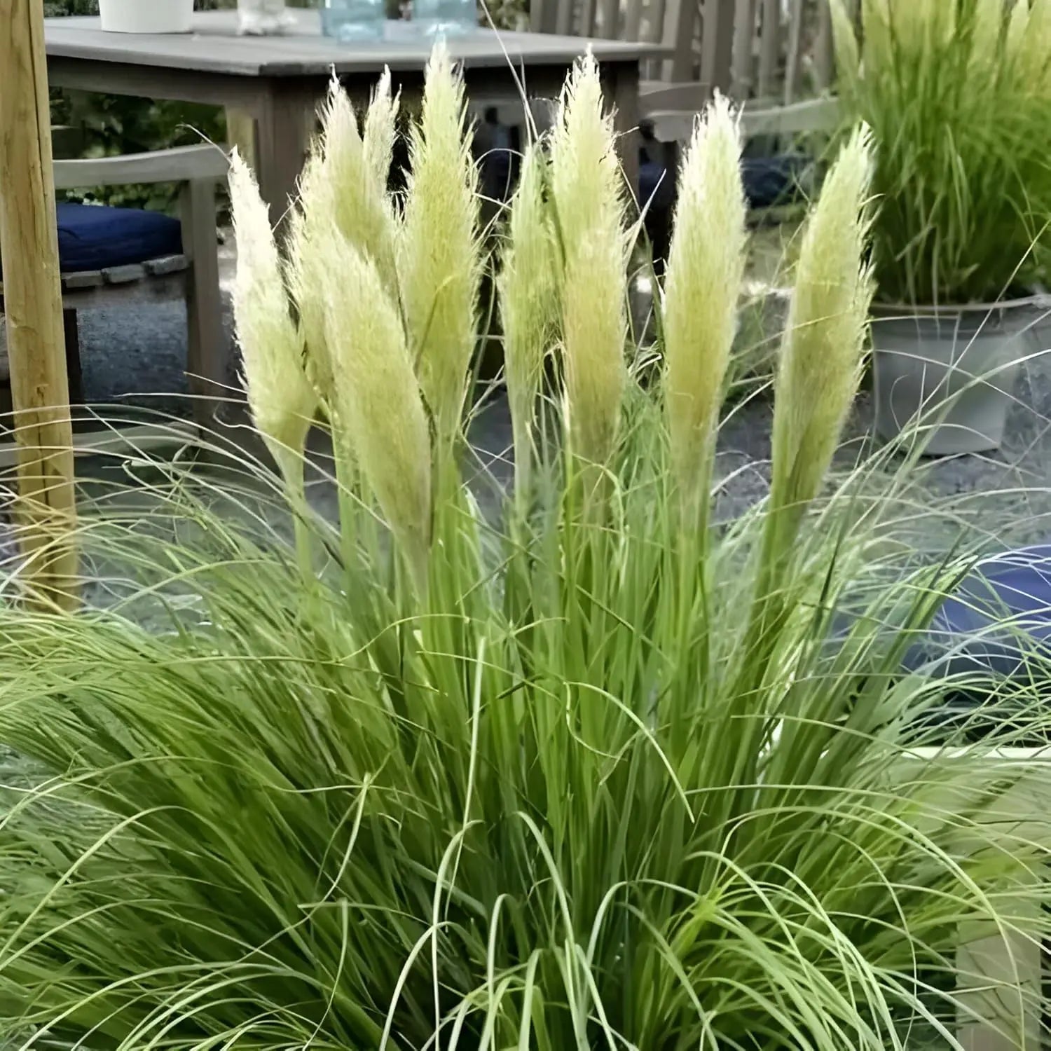 Ziergras Cortaderia selloana 'Tiny Pampa' Zwerg Pampasgras, grüne grasartige Pflanze mit feinen Blättern, Stauden Gänge.