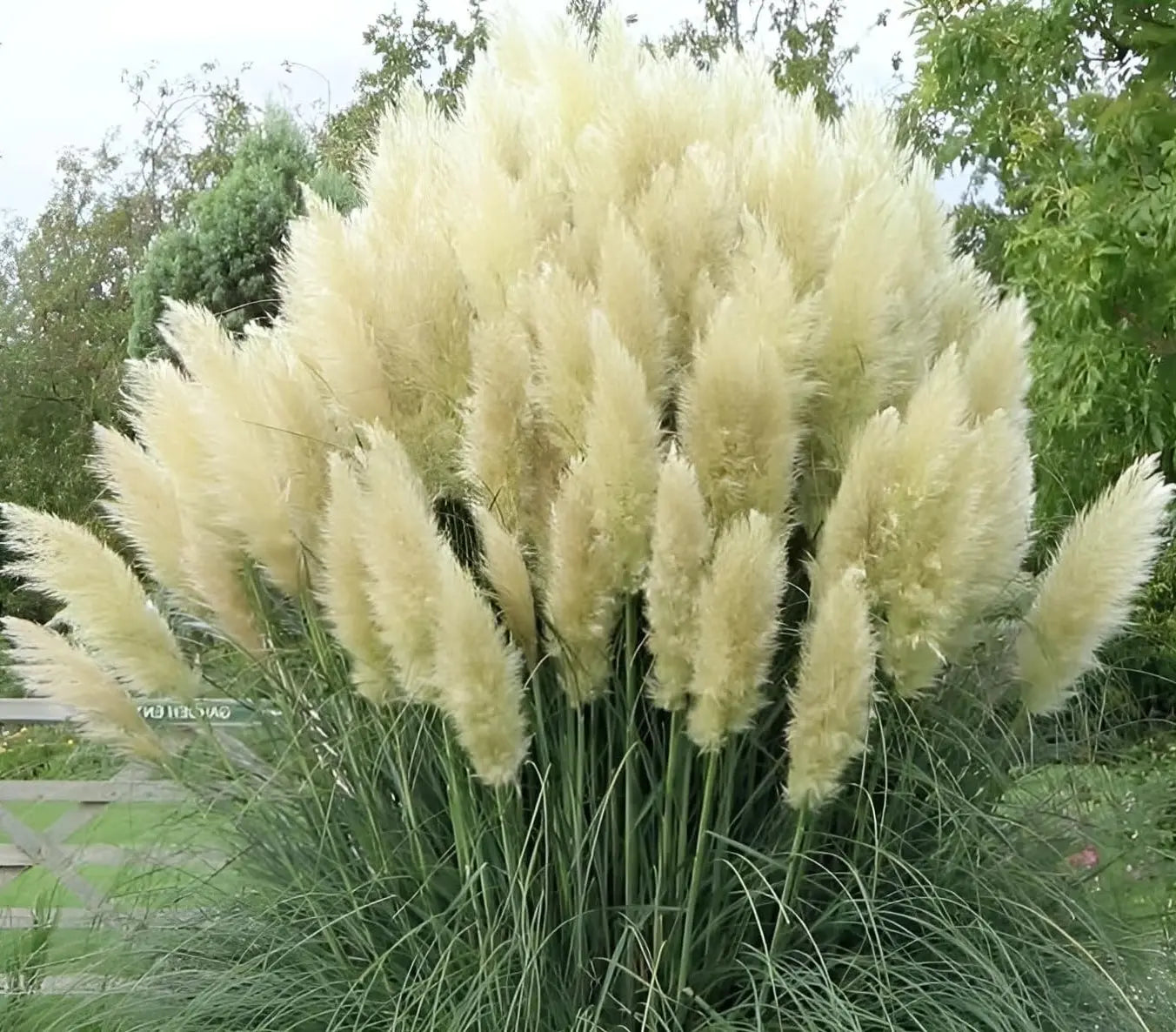 Weißes Pampasgras, Cortaderia selloana 'White', Ziergras mit langen, feinen Blättern und eleganten weißen Blütenständen.