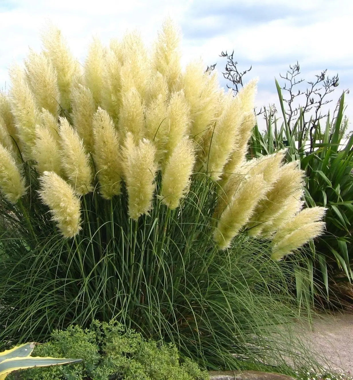 Weißes Pampasgras Cortaderia selloana 'White' als Ziergras, mit langen, federartigen Blütenständen, von Stauden Gänge.