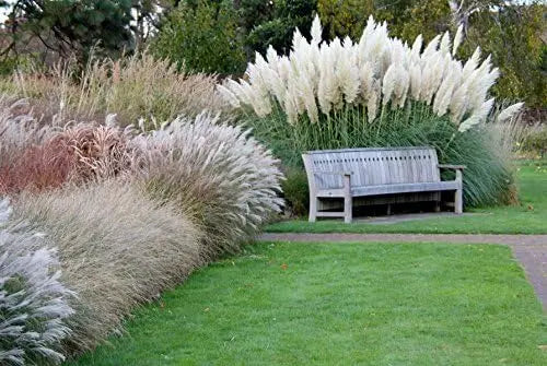 Weiße Cortaderia selloana, Stauden Gänge Ziergras mit langen, federartigen Pampasgras-Fransen, dekoratives Gartenpflanzenbild