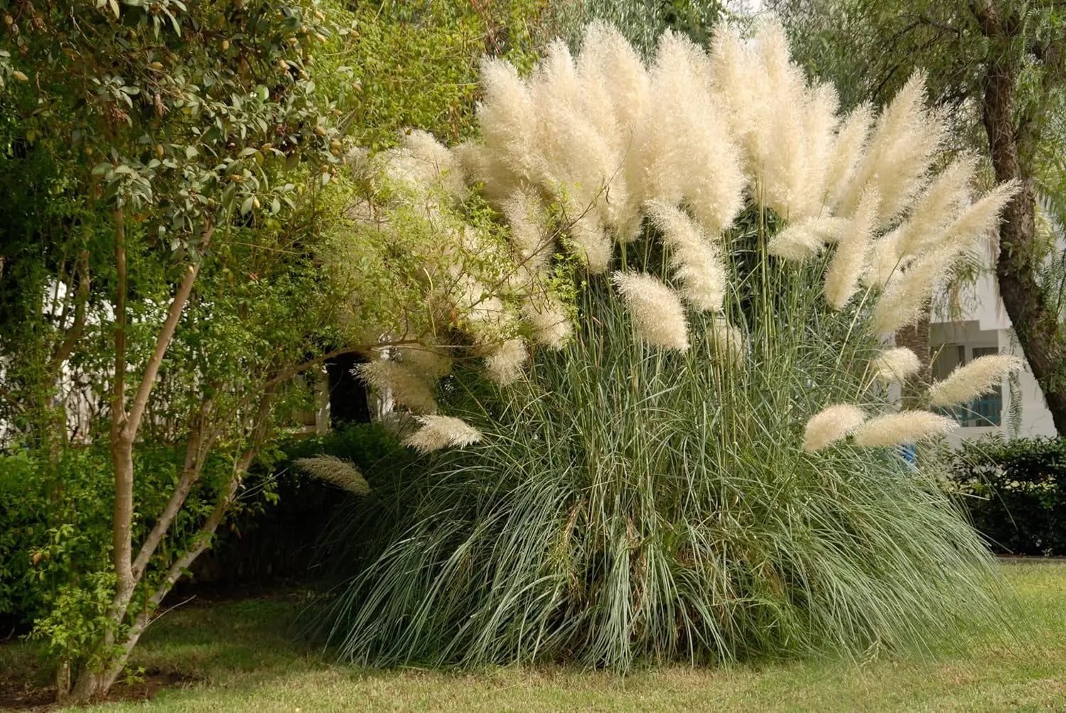 Weißes Pampasgras von Stauden Gänge, Ziergras mit hohen, federartigen Blütenständen, ideal für Garten und Landscape.