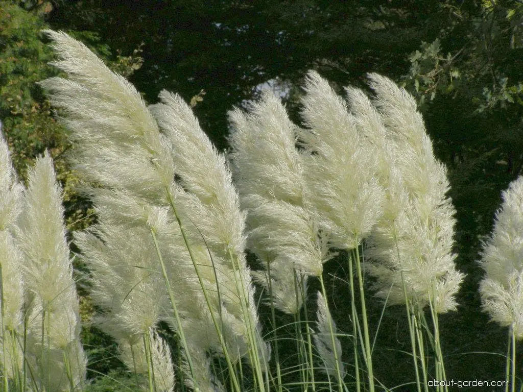 Weißes Cortaderia selloana Pampasgras, Ziergras von Stauden Gänge, mit langen, federleichten weißen Blütenständen.