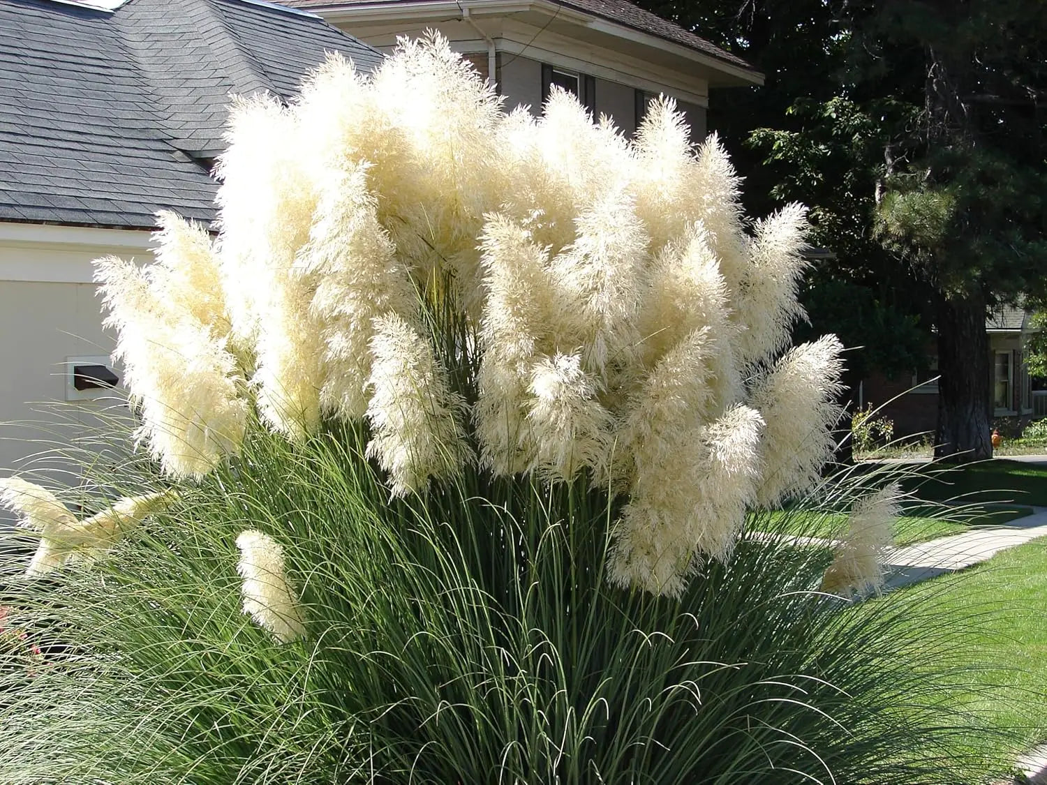 Weiße Cortaderia selloana, XXL Pampasgras in Topf, Ziergras von Stauden Gänge, dekoratives weißes Ziergras in Topf