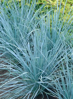 Elymus magellanicus, Magellan-Gras, Ziergras von Stauden Gänge, grüne, schmale Grasähren in einer Gartendekoration.