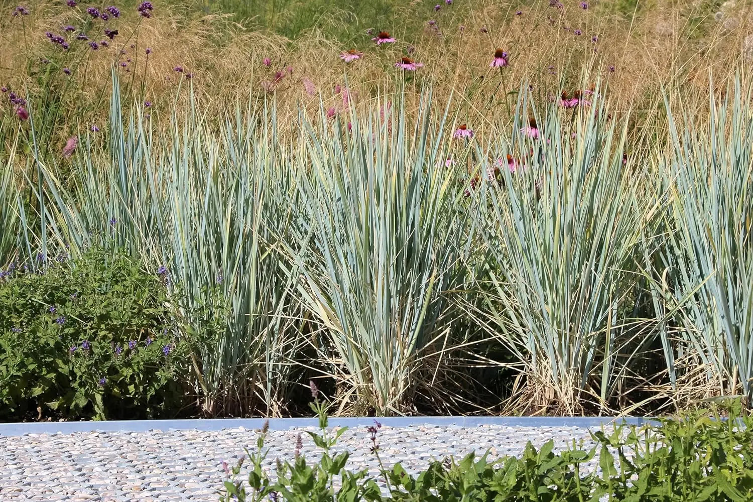 Ziergras Elymus magellanicus in einem großen Topf, Stauden Gänge, grünes, buschiges Magellan-Gras, Nahaufnahme