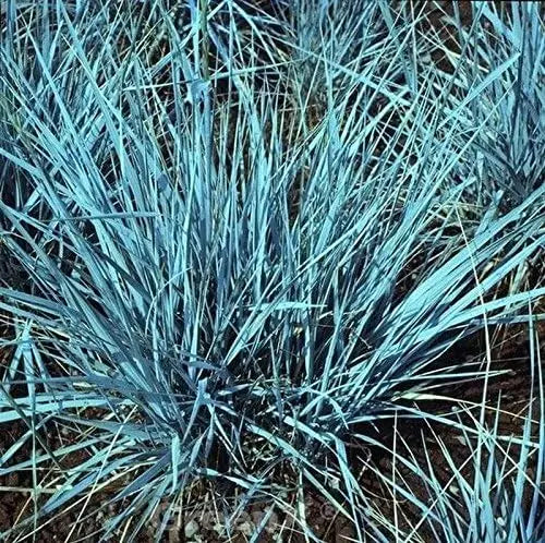 Elymus magellanicus, Magellan-Gras, Ziergras in XXL-Topf, grüne Blätter, dekoratives Ziergras, Stauden Gänge