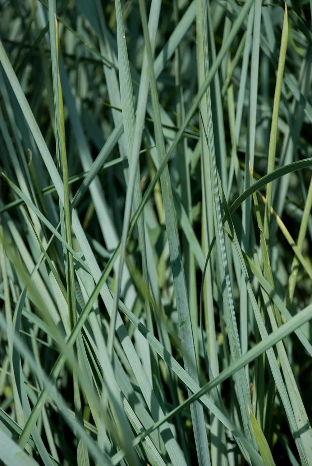 Ziergras Elymus magellanicus im XXL Topf, Stauden Gänge, grüne Blätter und lockere Wuchsform sichtbar