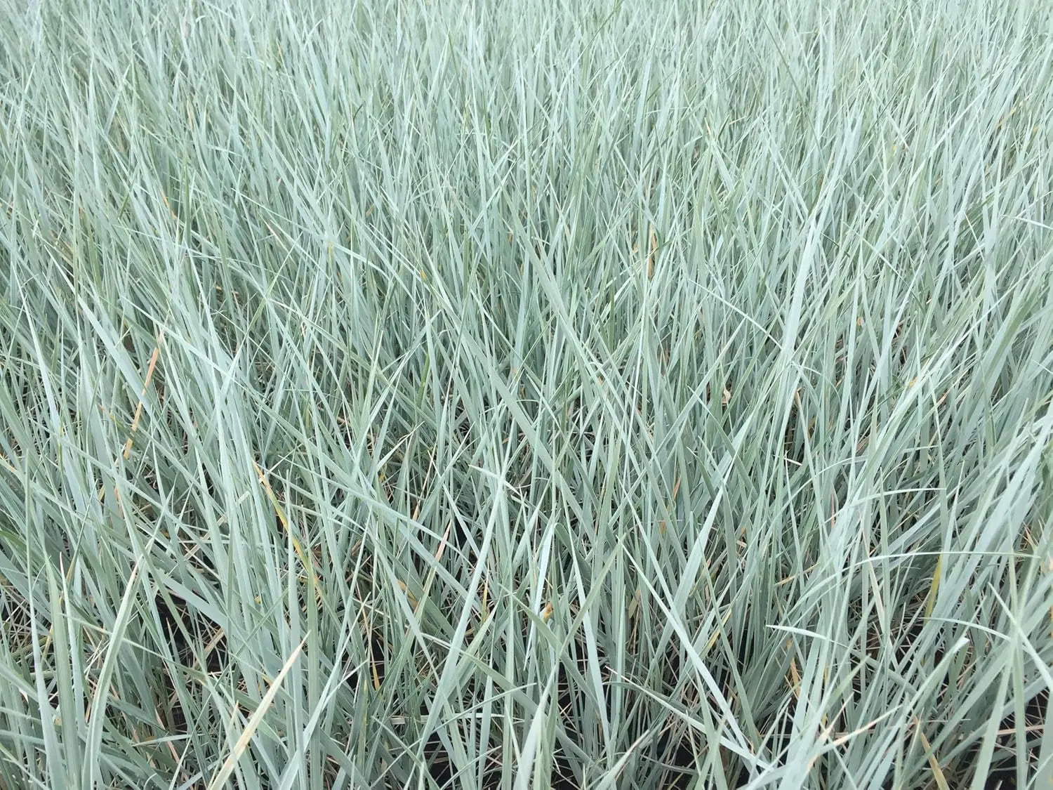 Elymus magellanicus Magellan-Gras in XXL Topf, Ziergras von Stauden Gänge, grüne schmale Blätter, robustes Ziergras