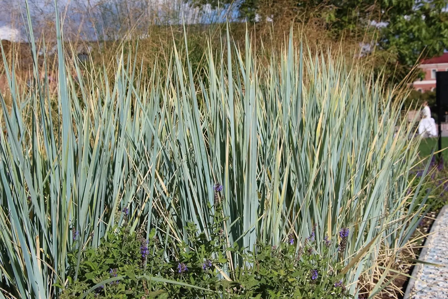 Ziergras Elymus magellanicus / Magellan-Gras im XXL Topf, Stauden Gänge, grünes Ziergras in großem Topf auf Bild.