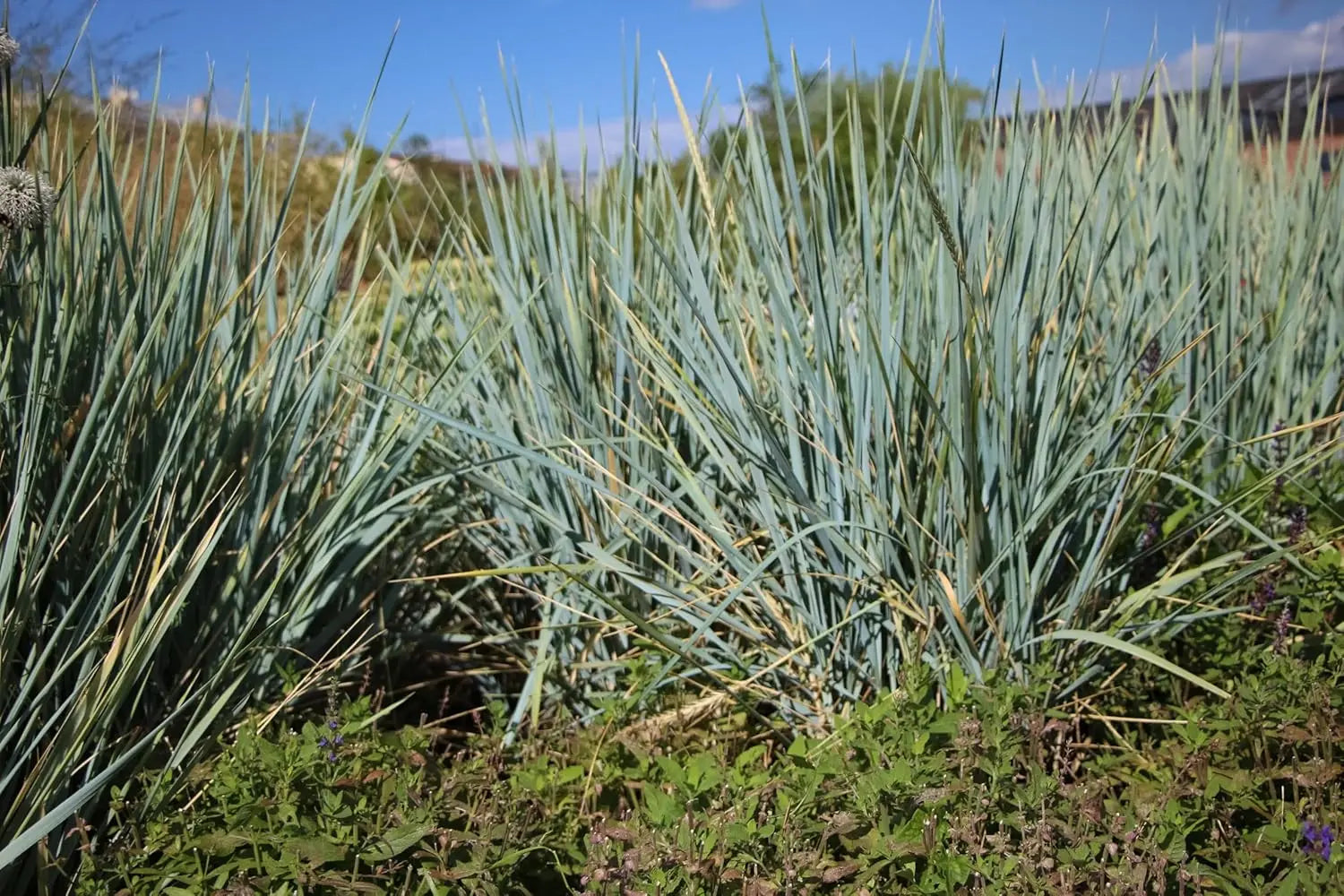 Elymus magellanicus, Magellan-Gras, Ziergras in XXL Topf, grünes, buschiges Ziergras, Stauden Gänge