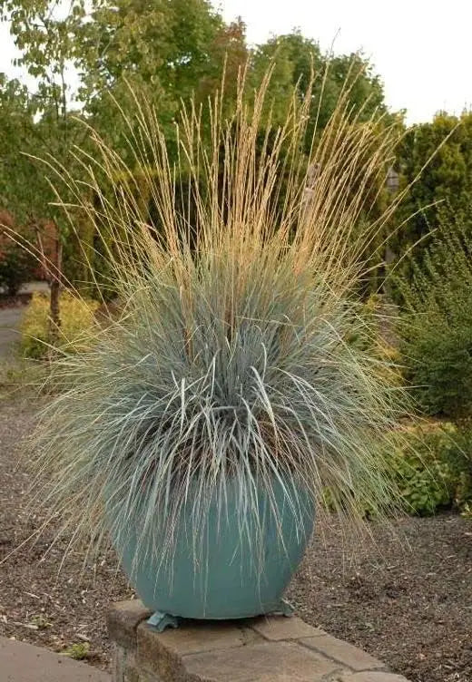 Ziergras Eragrostis elliottii 'Blue Eros' von Stauden Gänge, blaues Liebesgras mit zarten Blüten im Garten.