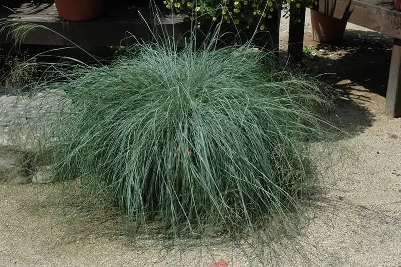 Blaues Liebesgras Eragrostis elliottii 'Blue Eros' als Ziergras, mit feinen blauen Halmen, von Stauden Gänge.