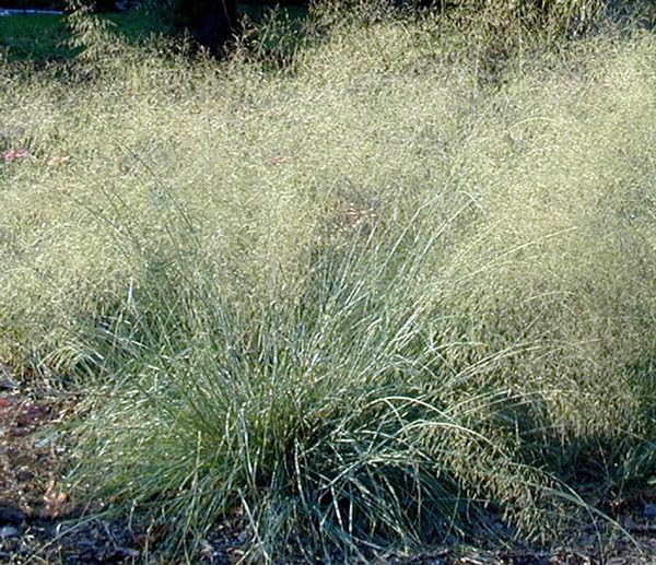 Blaues Liebesgras Eragrostis elliottii 'Blue Eros' als Ziergras, grüne Ähren und zarte Blätter, Stauden Gänge.