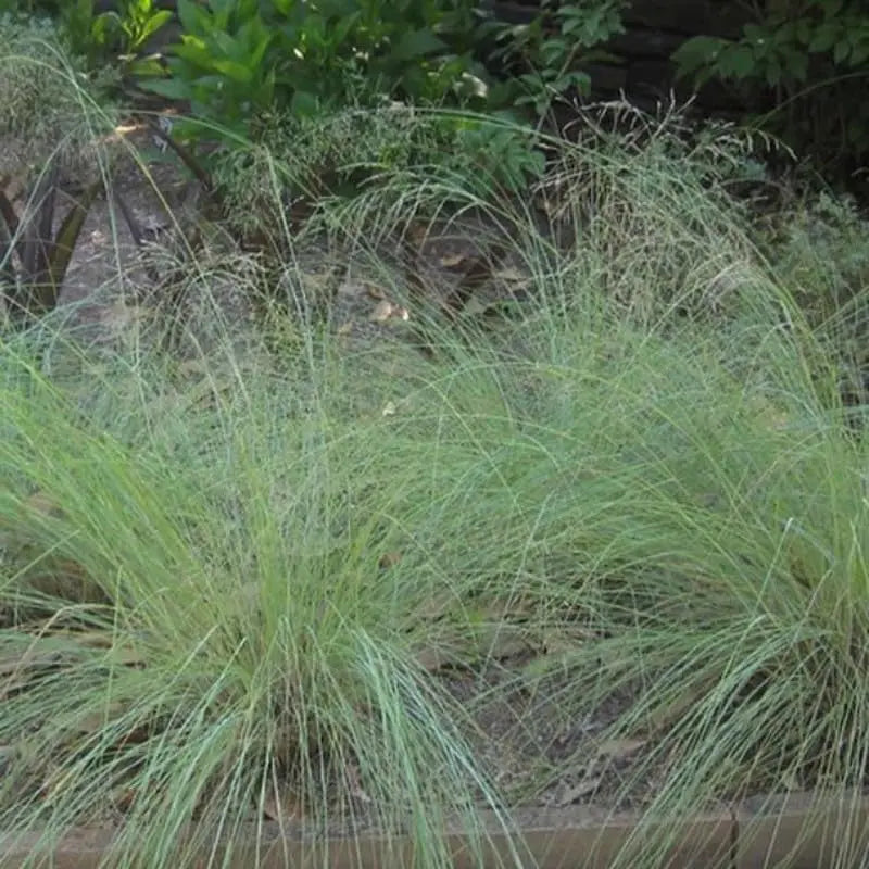 Blaues Liebesgras Eragrostis elliottii 'Blue Eros' als Ziergras, grüner bis bläulicher Fächer mit feinen Halmen, Stauden Gänge