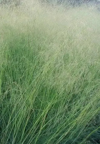Blaues Liebesgras Eragrostis elliottii 'Blue Eros' als Ziergras mit bläulichem, lockigem Laub, von Stauden Gänge.