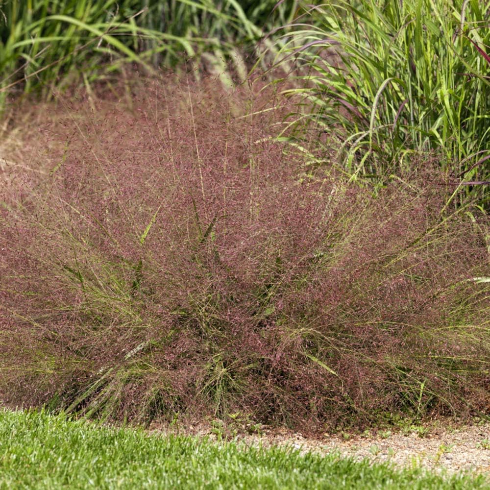 Eragrostis spectabilis, also known as Purpur Liebesgras, showcasing vibrant purple grass blades in a garden setting.