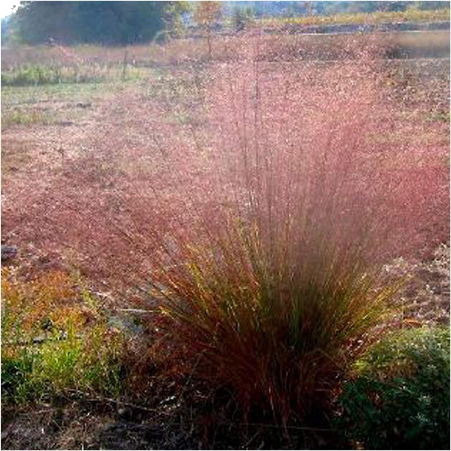 Ziergras Eragrostis trichoides, Bogen-Liebesgras von Stauden Gänge, mit feinen, grünen Halmen im Garten.