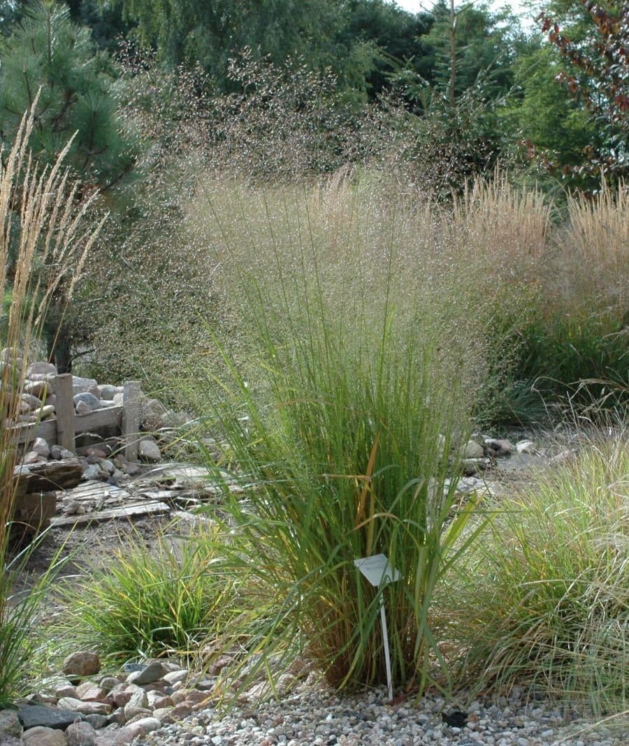 Ziergras Eragrostis trichoides, Bogen-Liebesgras von Stauden Gänge, mit feinen, lockeren Halmen im Garten.
