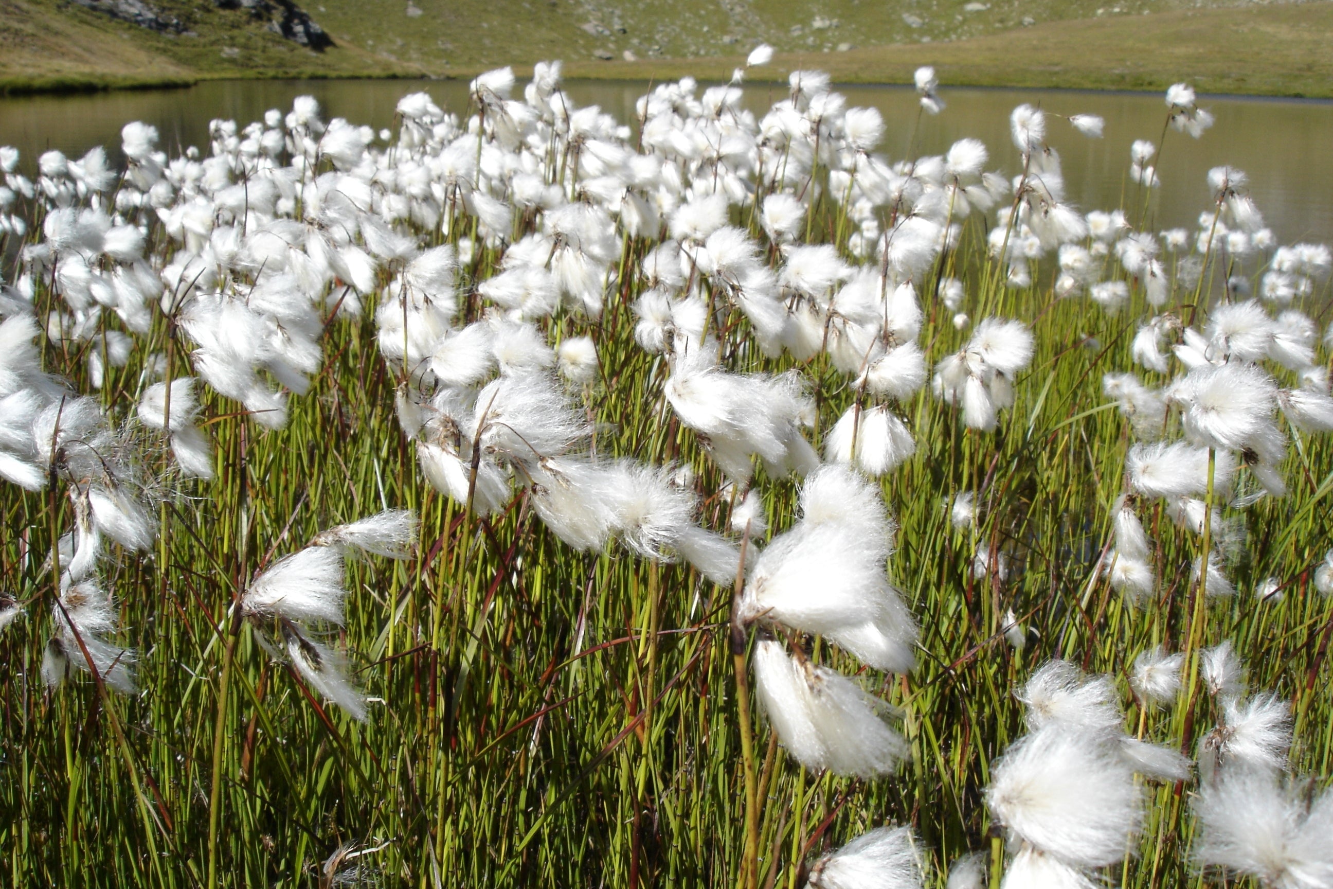 Eriophorum angustifolium / Wollgras - Stauden Gaenge