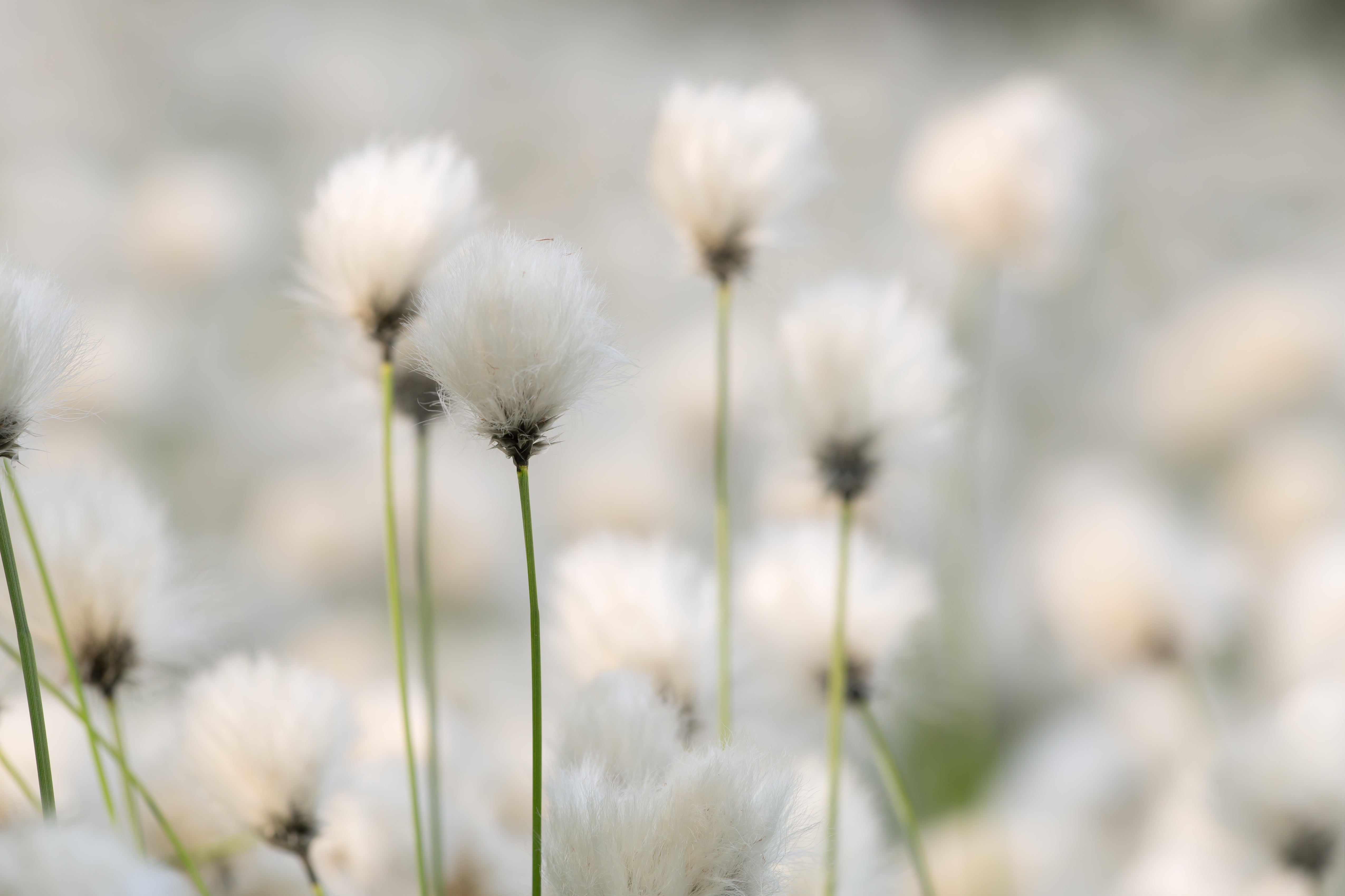 Eriophorum angustifolium / Wollgras - Stauden Gaenge