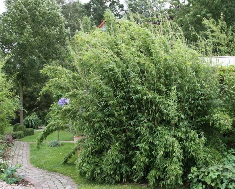 Fargesia denudata 'Lancaster 1' Pandabambus, Ziergras von Stauden Gänge, dichtes, grünes Blätterdach, XXL-Größe