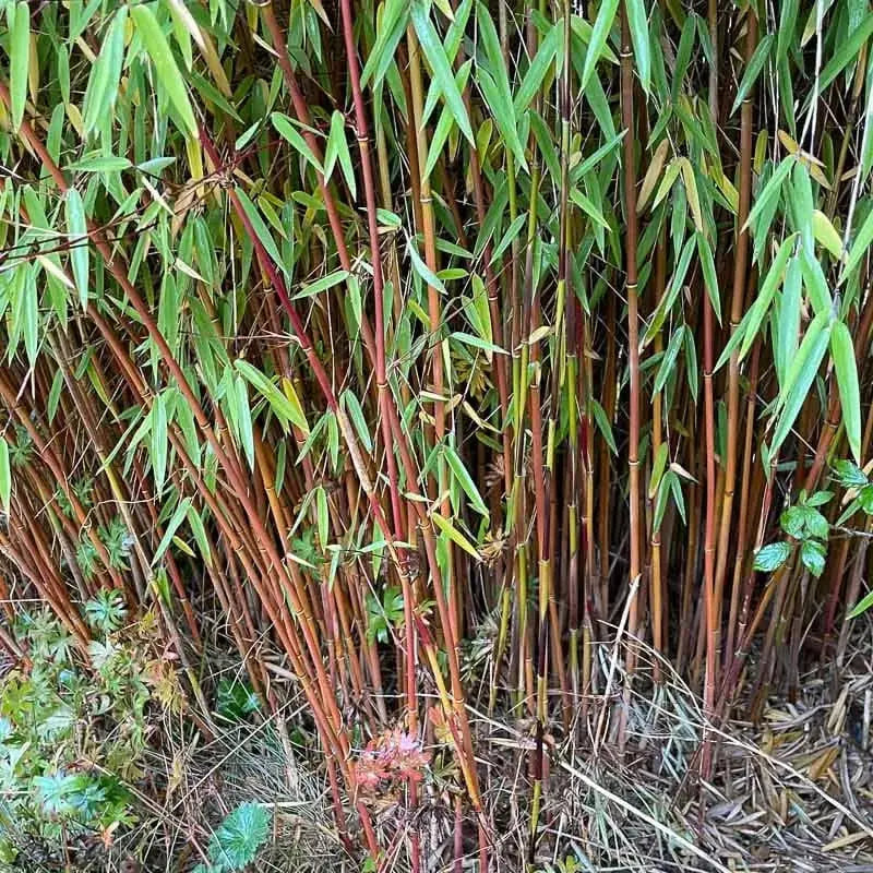 Roter Bambus Fargesia jiuzhaigou 'Genf' von Stauden Gänge, Ziergras mit roten Blättern, wächst aufrecht und buschig.