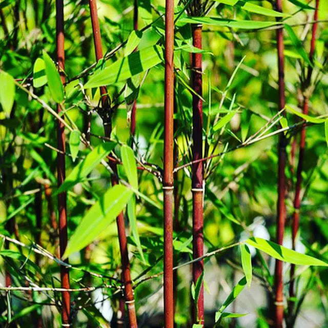 Roter Bambus Fargesia jiuzhaigou 'Genf' von Stauden Gänge, Ziergras mit rotem Laub und dichten Halmen, XXL-Größe.