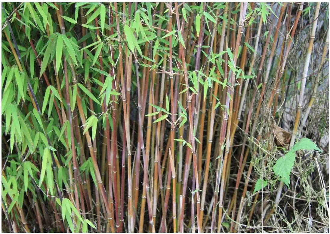 Roter Bambus Fargesia jiuzhaigou 'Genf' als Ziergras von Stauden Gänge, mit grünen Blättern und rotem Stängel.
