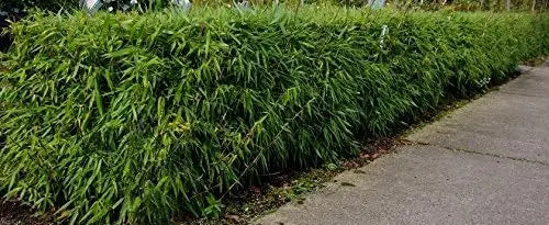Ziergras Fargesia murielae ‚Dino‘, Riesen-Gartenbambus, grüne Blätter und hohes Wachstum, Stauden Gänge, XXL-Format