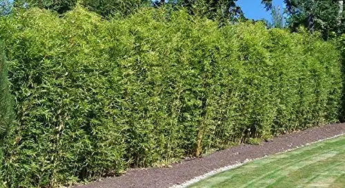 Ziergras Fargesia murielae ‚Dino‘, Riesen Gartenbambus, grüner Laubstrauch, Stauden Gänge, XXL-Größe, im Garten stehend