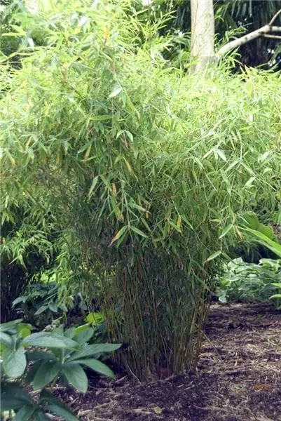Ziergras Fargesia murielae ‚Dino‘, Riesen-Gartenbambus, große grüne Blattpracht, Stauden Gänge, Gartenpflanze