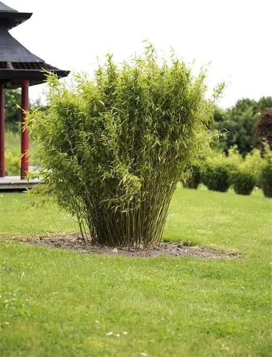 Fargesia murielae ‚Dino‘ Riesen-Gartenbambus, Ziergras, dichtes grünes Laub, große Pflanze in XXL-Topf, Stauden Gänge
