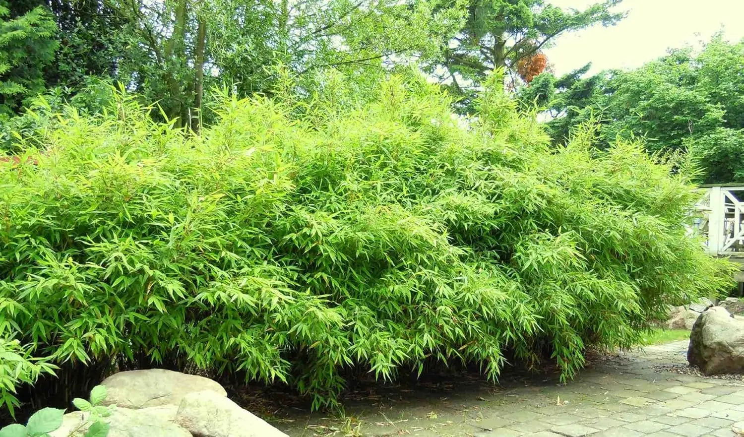 Großer Gartenbambus Fargesia murielae ‚Dino‘, Ziergras, mit dichten, grünen Halmen, im Garten bei Stauden Gänge.