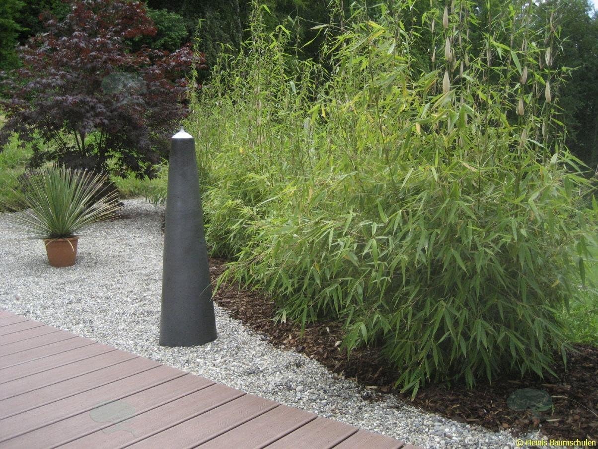 Fargesia murielae 'Rufa' / Heckenbambus - Stauden Gaenge