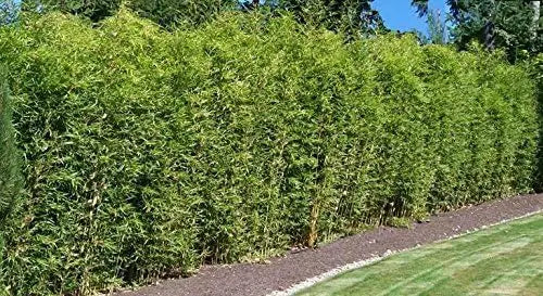 Fargesia murielae 'Rufa', ein grüner Heckenbambus, als Ziergras, mit schlanken, aufrechten Stängeln und üppigem Laub.