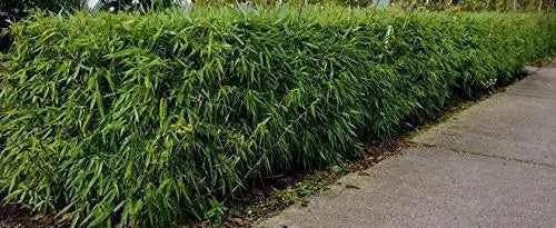 Ziergras Fargesia murielae 'Rufa' Heckenbambus von Stauden Gänge, grünes Laub, dicht wachsend, im Garten gepflanzt