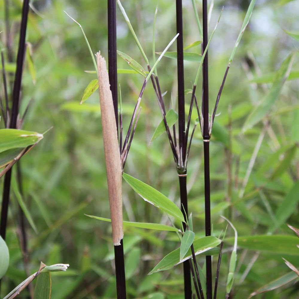 Fargesia nitida 'Black Pearl' / Schwarzer Bambus - Stauden Gaenge