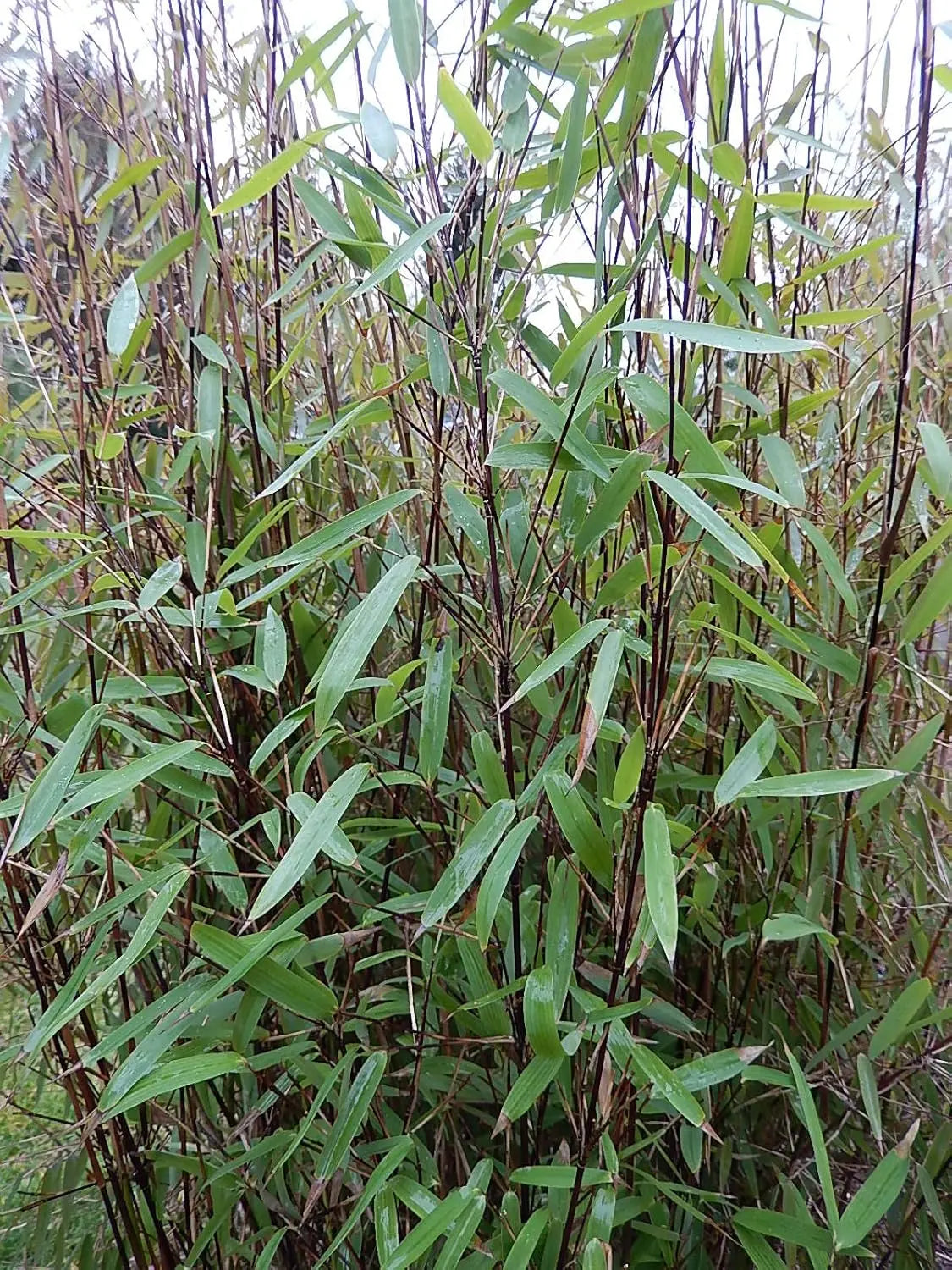 Ziergras Fargesia nitida 'Black Pearl' Schwarzer Bambus von Stauden Gänge, dicht wachsend mit schwarzen Blättern, im Garten.