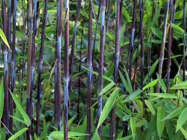 Schwarzer Bambus Fargesia nitida 'Black Pearl', Ziergras von Stauden Gänge, dichtes, dunkles Laub, XXL-Größe, winterhart