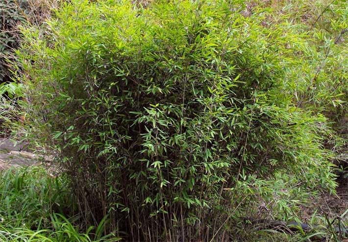 Schwarzer Bambus Fargesia nitida 'Black Pearl', Ziergras mit dunklen, dichten Blättern und robustem Wuchs, von Stauden Gänge